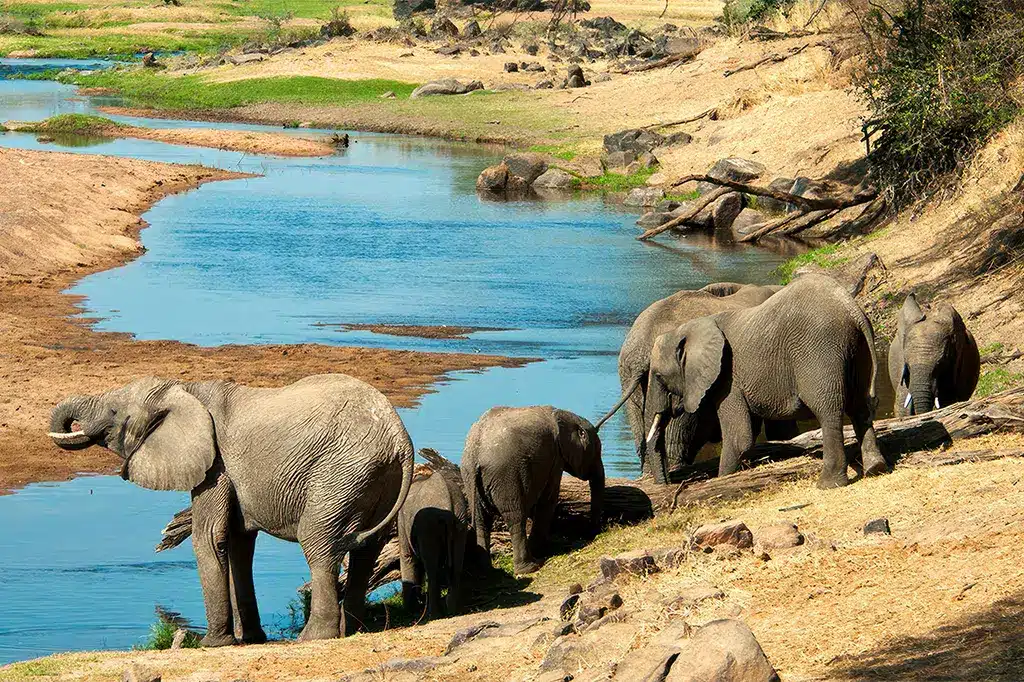Elephant-Herd-Drinking-Water-Ruaha-National-Park-Tanzania.jpg