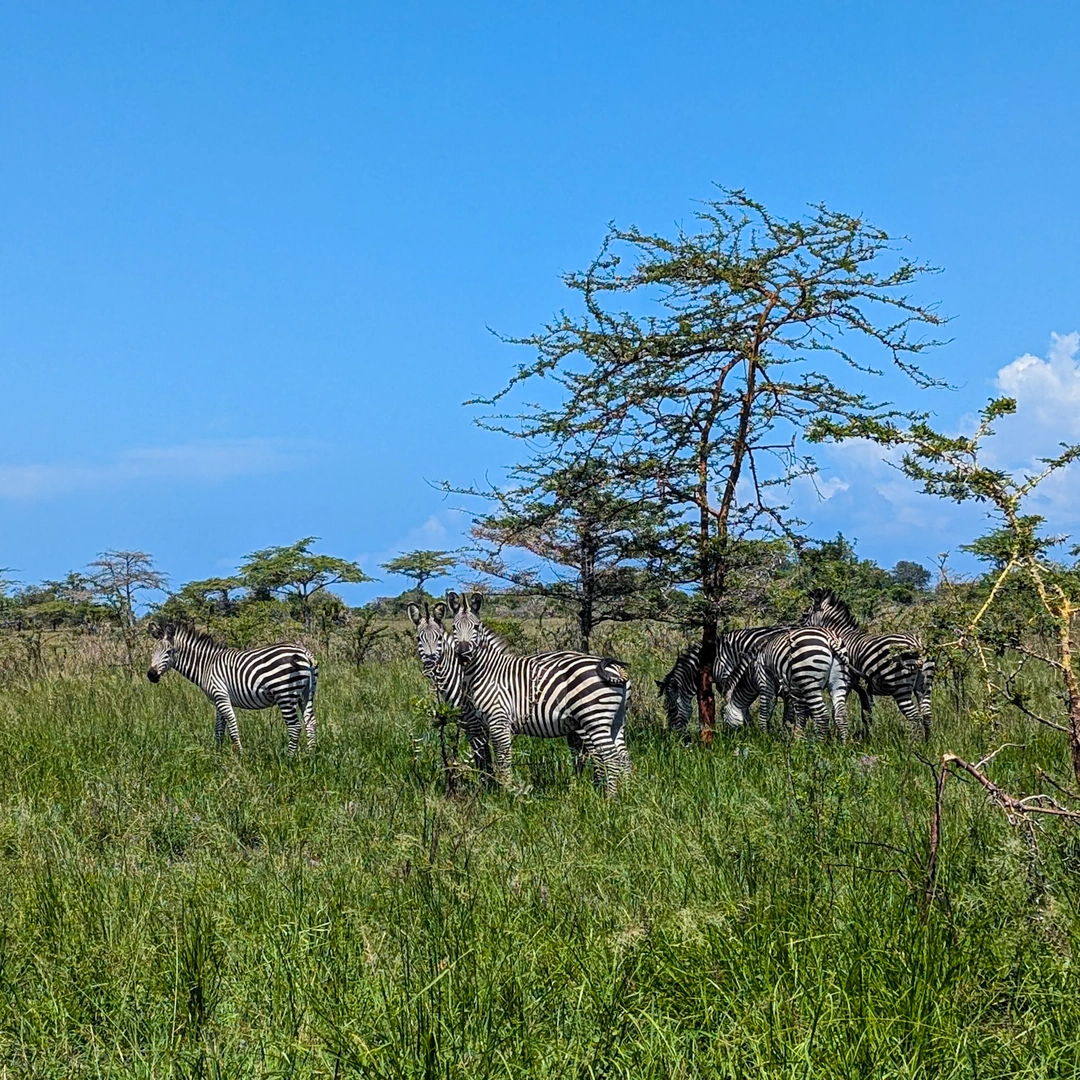 Saadani-National-Park-14